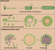 Virus assembly mechanisms