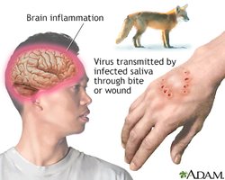 Rabies virus neurotropic spread