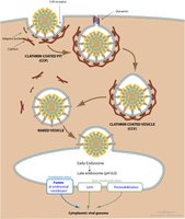 Endocytosis of virus into host cell