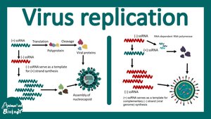 Virus replication overview
