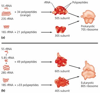 Ribosomal RNA and ribosome assembly