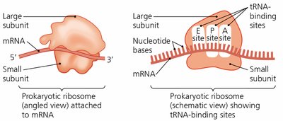 Ribosome structure and tRNA binding sites