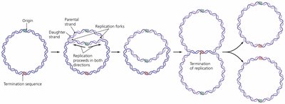 Bidirectional replication in prokaryotes