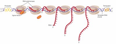 Transcription process