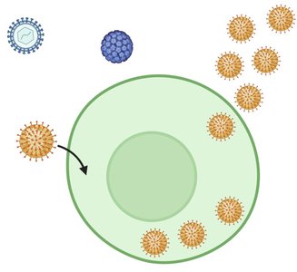 Diagram of virus entering and exiting a host cell