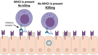 NK cells kill infected cells lacking MHC I