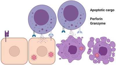 NK cells secrete cytotoxic molecules to kill infected cells