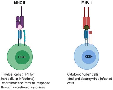 Diagram of T cell functions in cellular and humoral immunity