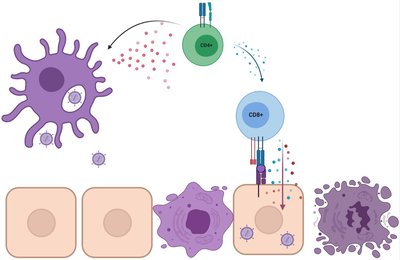 CD8 cytotoxic T cells kill virus-infected cells