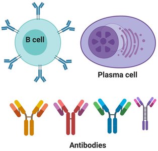 Overview of antibody-mediated immunity to viruses