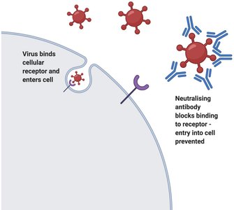 Antiviral activities of antibodies: neutralization and opsonization
