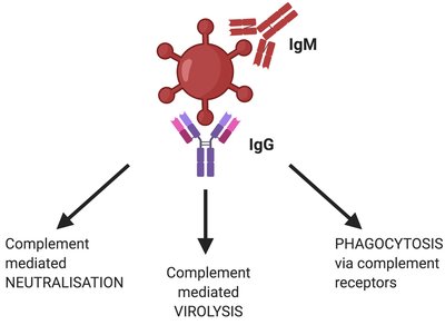Antiviral activities of antibodies: complement activation