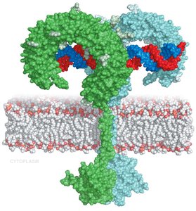Structure of Toll-like receptor (TLR)