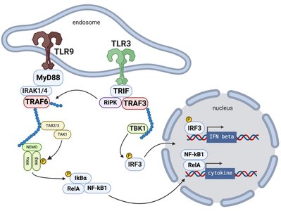 TLR signaling pathways leading to cytokine and IFN production