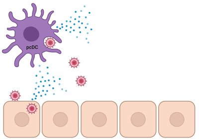 Dendritic cell releasing interferons in response to viral infection