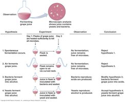 Pasteur's fermentation experiment chart