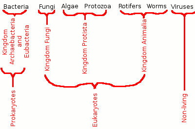 Microbial classification tree