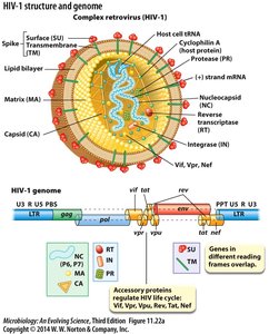 HIV-1 structure and genome