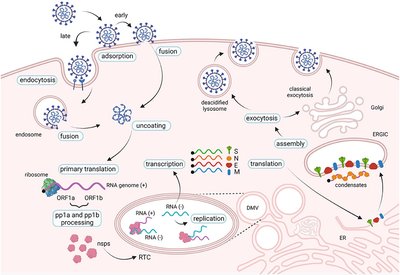 SARS-CoV-2 replication cycle