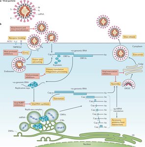 SARS-CoV-2 genome and replication