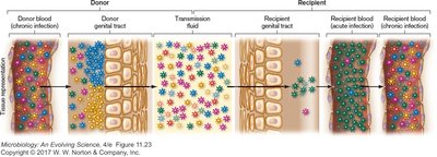 HIV transmission and quasispecies