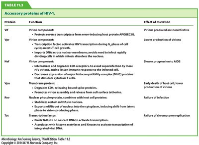 Accessory proteins of HIV-1