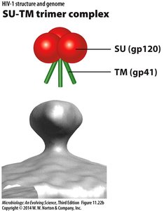 SU-TM trimer complex