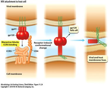 HIV attachment to host cell