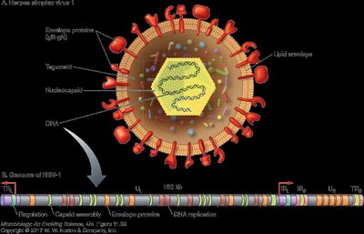 HSV-1 virion and genome