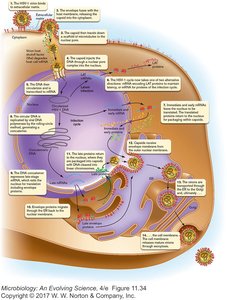 HSV replication cycle