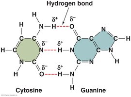 Hydrogen bonds between cytosine and guanine