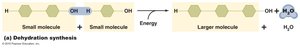 Dehydration synthesis