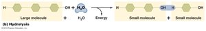 Hydrolysis