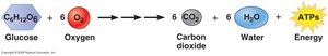 Cellular respiration equation