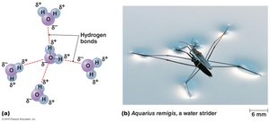 Cohesiveness of liquid water