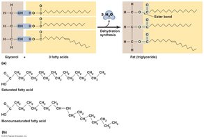 Fats (triglycerides)