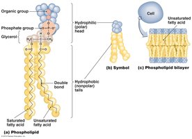 Phospholipids and bilayer