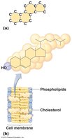 Steroids and cell membrane