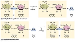 Disaccharides