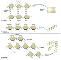 Polysaccharides