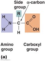Amino acid structure