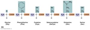 Amino acid side groups