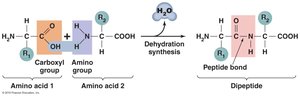 Peptide bond formation