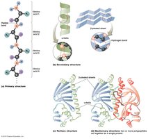 Levels of protein structure