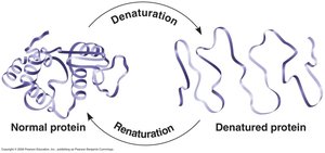 Protein denaturation and renaturation