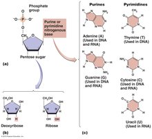 Nucleotide structure
