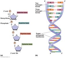 General nucleic acid structure
