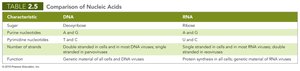 Comparison of DNA and RNA
