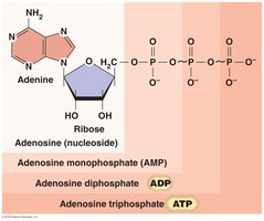ATP structure