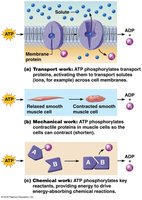 ATP functions in cells